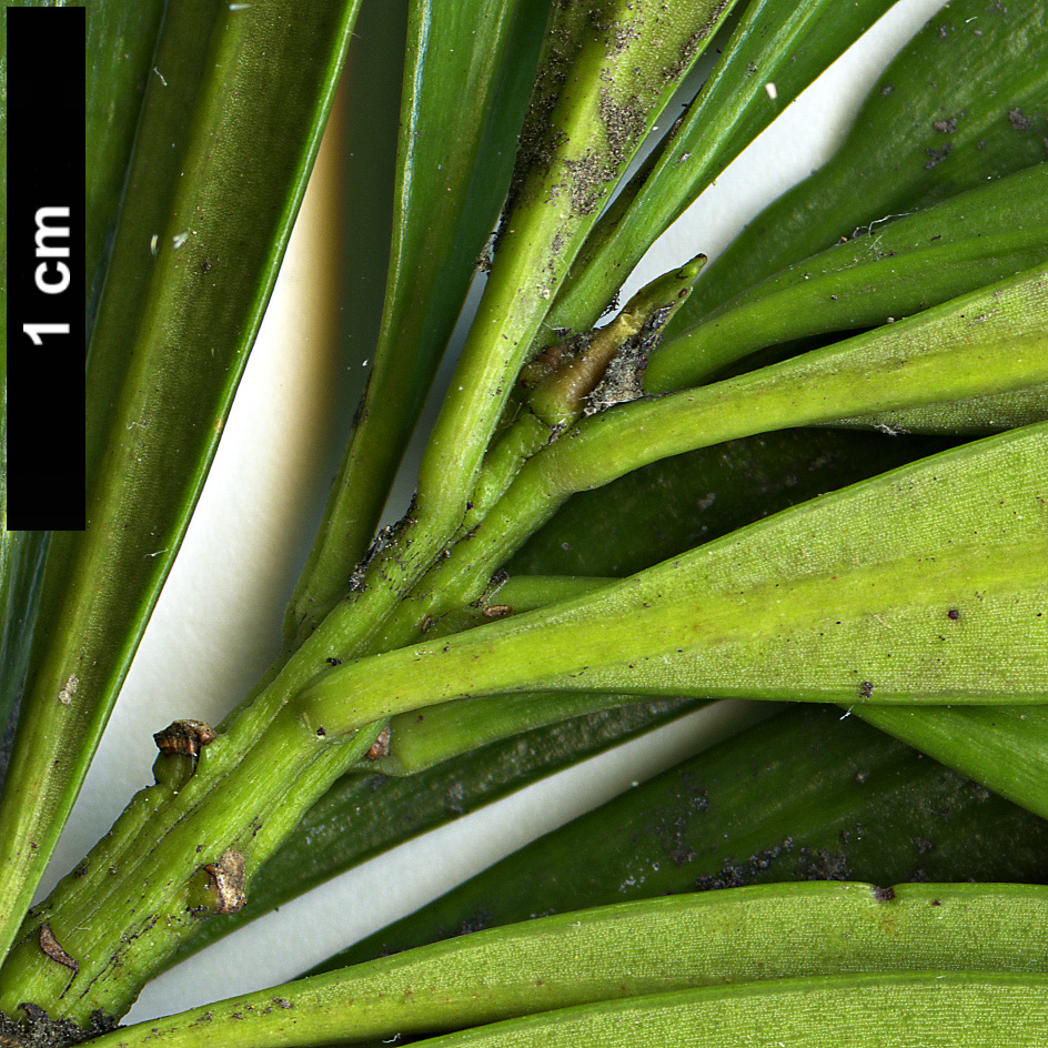 High resolution image: Family: Podocarpaceae - Genus: Podocarpus - Taxon: macrophyllus var. maki